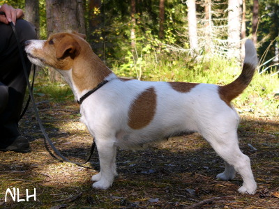 1 Töppötassun esteri.JPG - Inkan emä / Inka's dam (Töppötassun Esteri)
